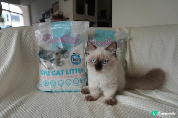 🐾艾露貓砂試用心得｜PurreLand倍淨豆腐貓砂 原味＆綠茶味