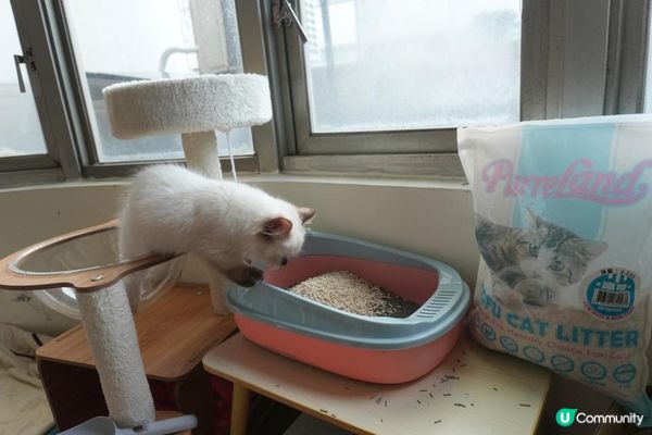 🐾艾露貓砂試用心得｜PurreLand倍淨豆腐貓砂 原味＆綠茶味