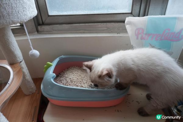 🐾艾露貓砂試用心得｜PurreLand倍淨豆腐貓砂 原味＆綠茶味