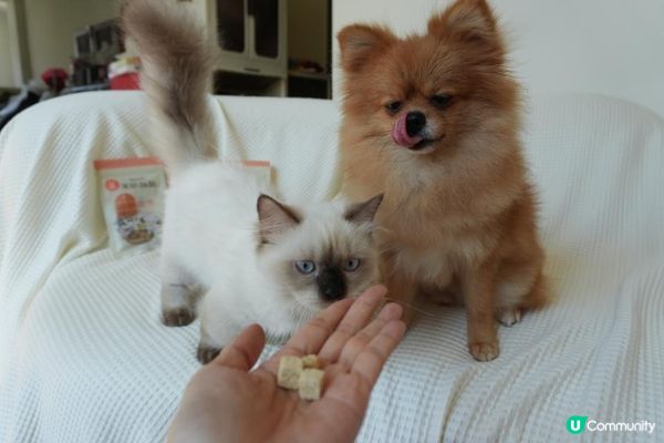 【Homiha好米亞評價】寵物凍乾開箱｜貓狗零食推薦🐾 羊奶酥酥