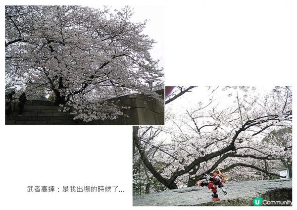 千里追櫻@京阪神奈(三) - 大阪