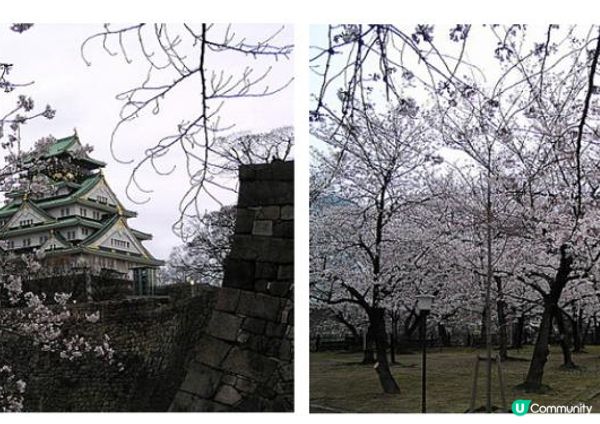 千里追櫻@京阪神奈(三) - 大阪