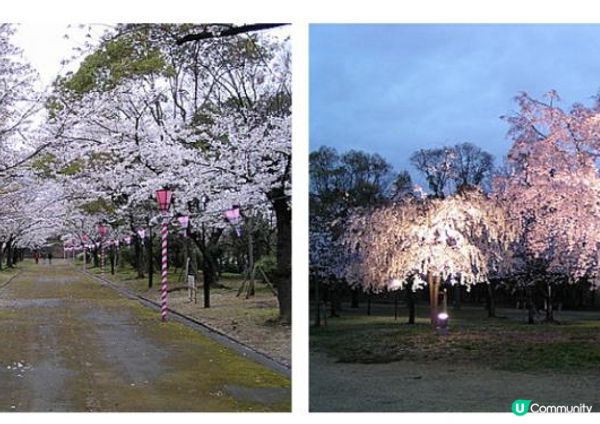 千里追櫻@京阪神奈(三) - 大阪