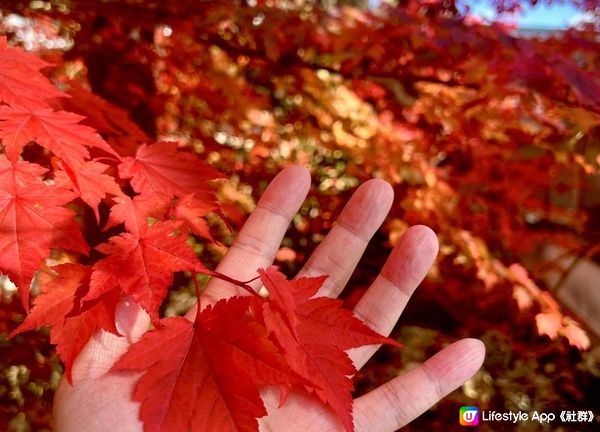 東京近郊草津睇紅葉盛開狀況