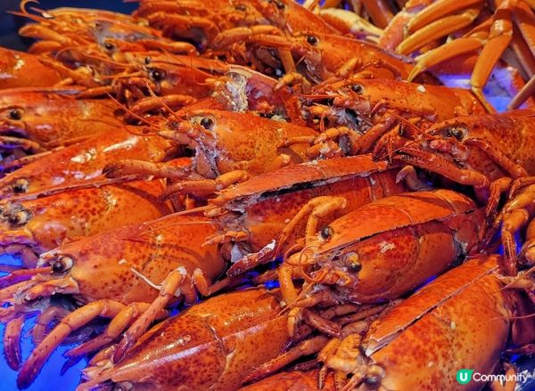 放任的聖誕自助餐 @ 再臨閣 ( 尖沙咀YMCA )