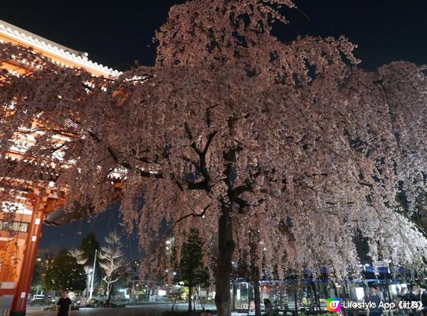 。2023 夜遊淺草寺 雷門 x 夜櫻。