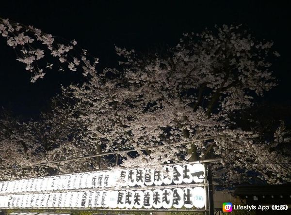 。2023 夜遊淺草寺 雷門 x 夜櫻。