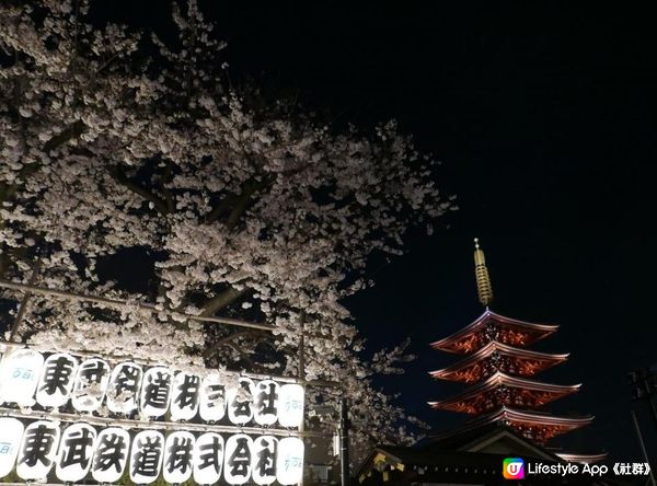 。2023 夜遊淺草寺 雷門 x 夜櫻。