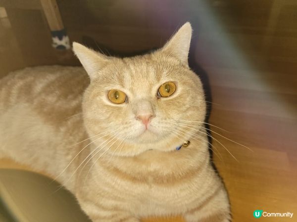 做錯嘢，比人教訓緊嘅樣好似話 "我是路人甲，唔關我事㗎…"