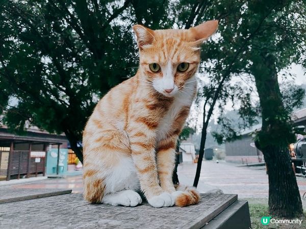 這裡是我的地盤，聽我的！😎