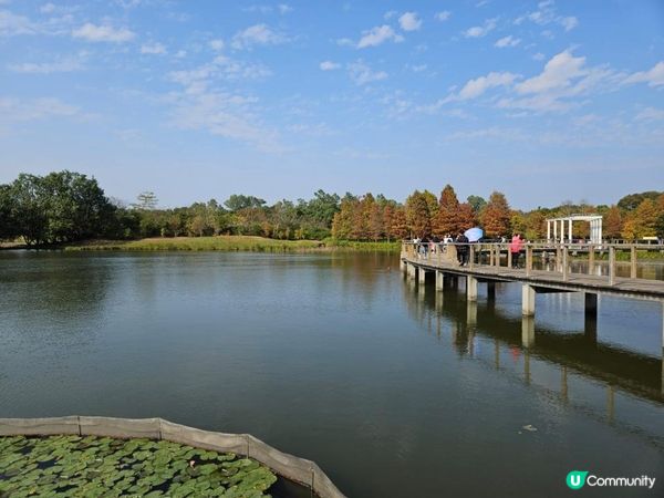 濕地公園落羽松 20240107