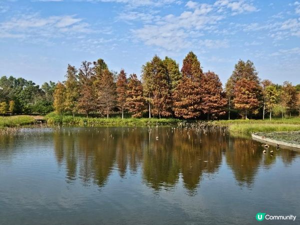 濕地公園落羽松 20240107