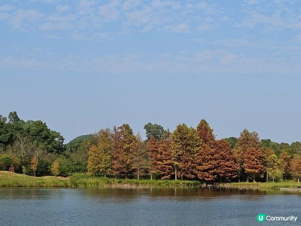 濕地公園落羽松 20240107