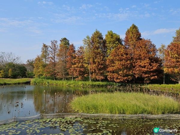 濕地公園落羽松 20240107