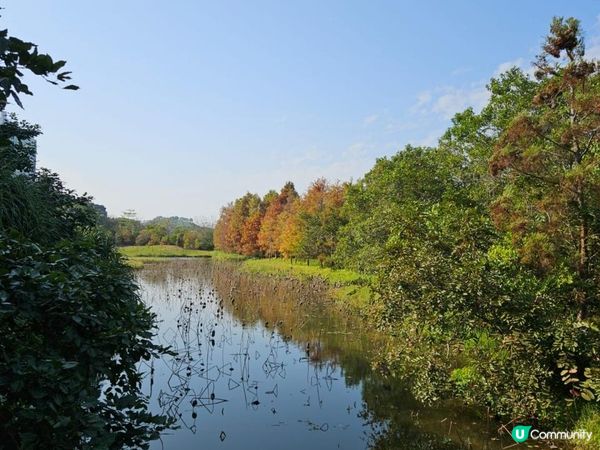 濕地公園落羽松 20240107