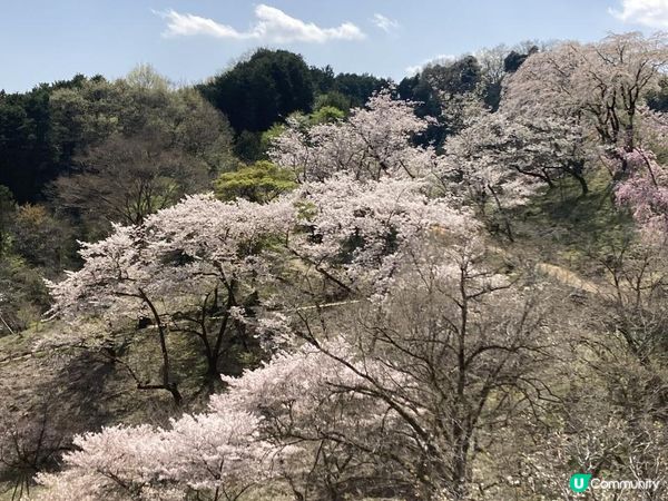 高尾山・桜
