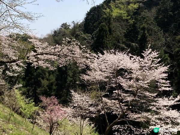 高尾山・桜