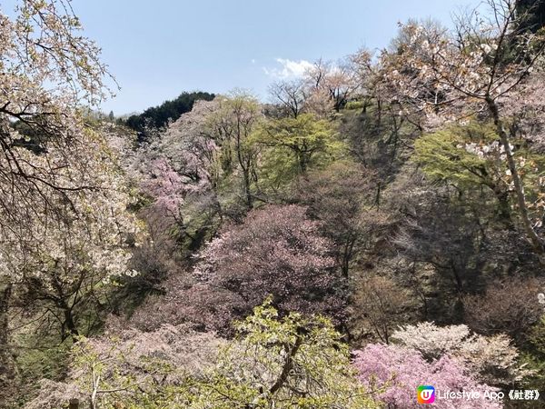 高尾山・桜