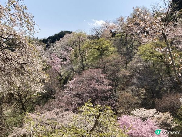 高尾山・桜