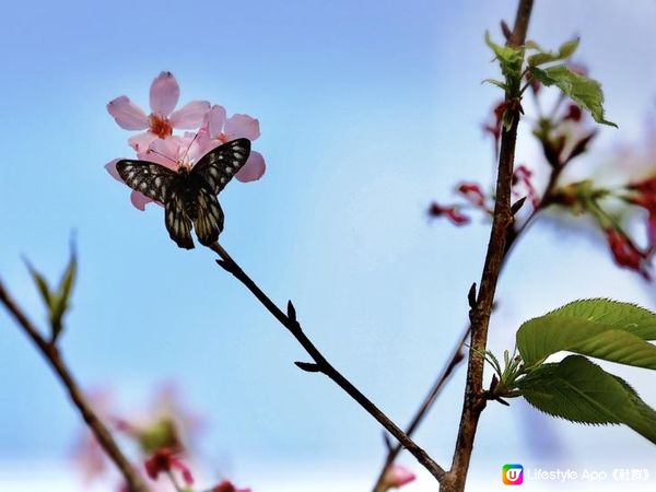 捉緊東涌櫻花🌸的尾巴