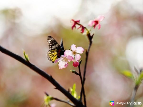 捉緊東涌櫻花🌸的尾巴