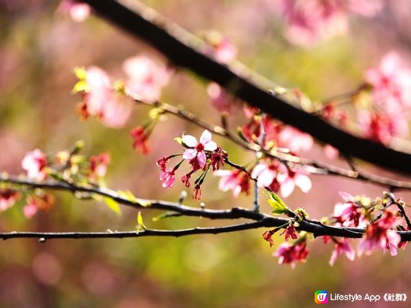 捉緊東涌櫻花🌸的尾巴