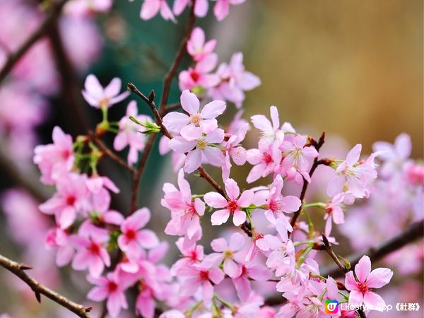 捉緊東涌櫻花🌸的尾巴