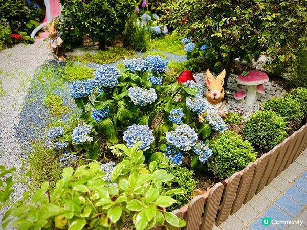 鰂魚涌公園新賞花好去處🪻🪷🌺🐰