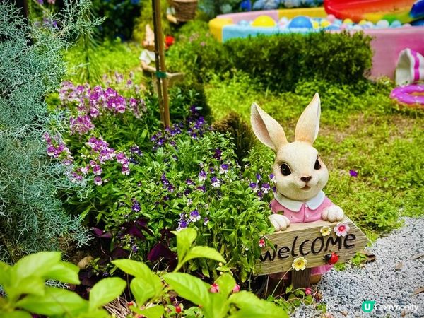 鰂魚涌公園新賞花好去處🪻🪷🌺🐰