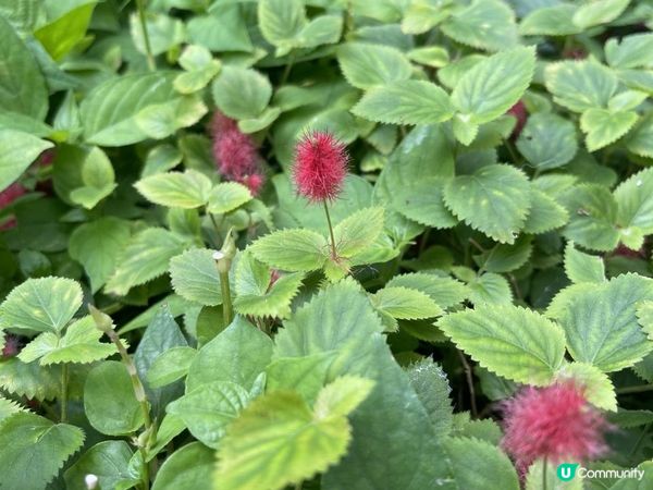 K11 MUSEA 孔雀公園