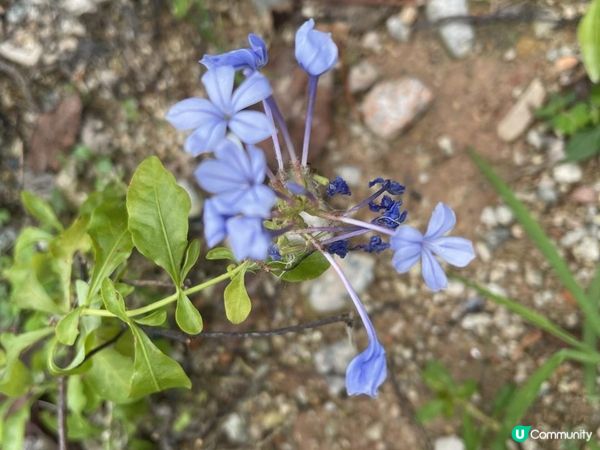《綠在長沙灣》