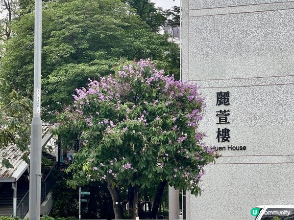 《綠在長沙灣》