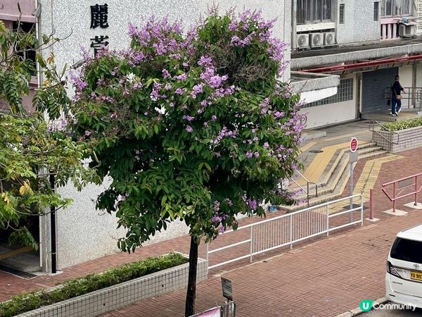 《綠在長沙灣》