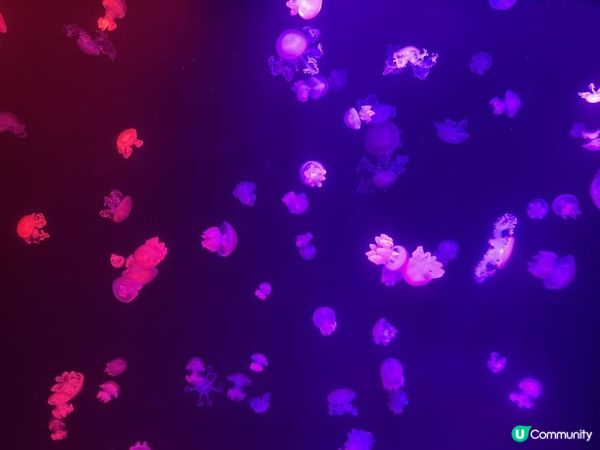 💙🩵浩海立方🌊・探游館🩵💙 I