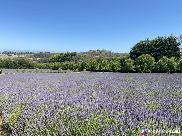 【澳洲夏日限定】薰衣草花季！ 墨爾本花田免費入場+必買薰衣草手信