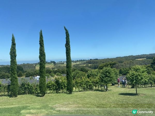 【澳洲夏日限定】薰衣草花季！ 墨爾本花田免費入場+必買薰衣草手信