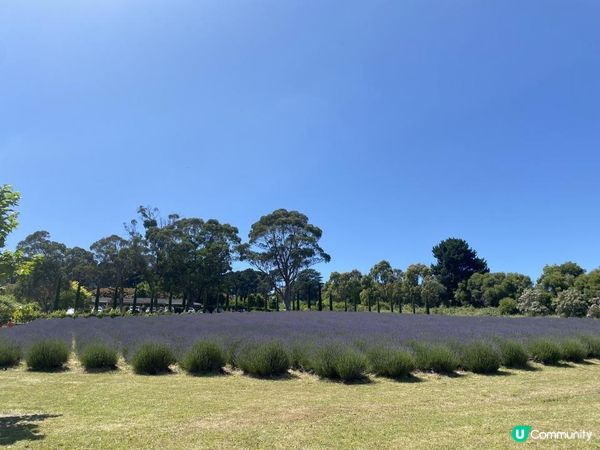 【澳洲夏日限定】薰衣草花季！ 墨爾本花田免費入場+必買薰衣草手信