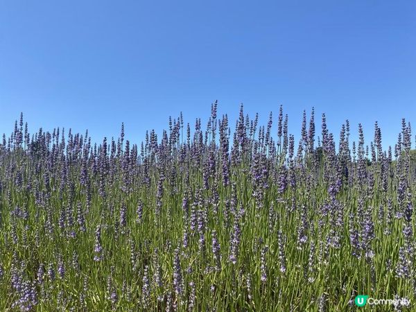 【澳洲夏日限定】薰衣草花季！ 墨爾本花田免費入場+必買薰衣草手信