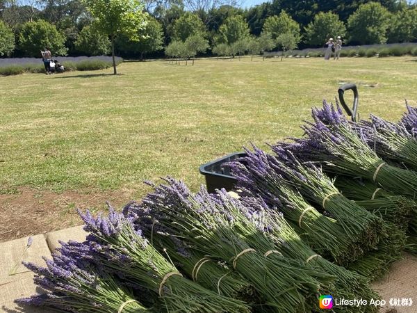 【澳洲夏日限定】薰衣草花季！ 墨爾本花田免費入場+必買薰衣草手信