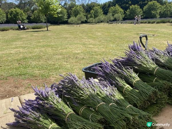 【澳洲夏日限定】薰衣草花季！ 墨爾本花田免費入場+必買薰衣草手信