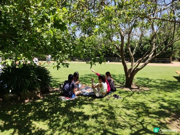 【澳洲夏日限定】薰衣草花季！ 墨爾本花田免費入場+必買薰衣草手信