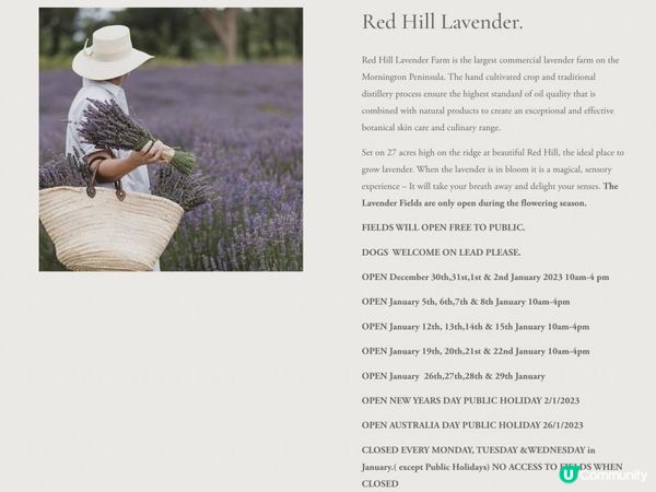 【澳洲夏日限定】薰衣草花季！ 墨爾本花田免費入場+必買薰衣草手信