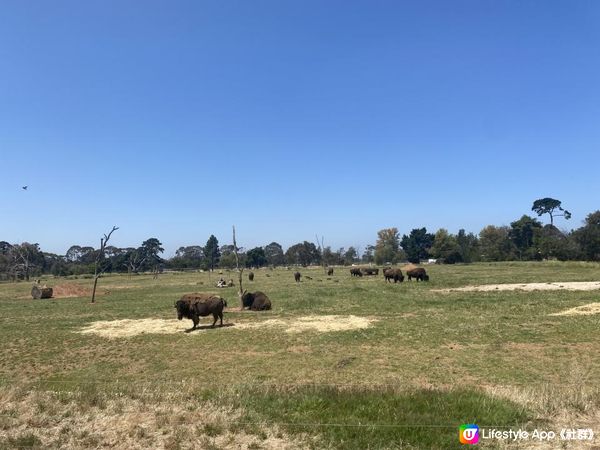 【澳洲非自駕遊】墨爾本近郊Werribee好去處！親子打卡一take過 非洲Safari式動物園/百年歷史豪宅/維州玫瑰園