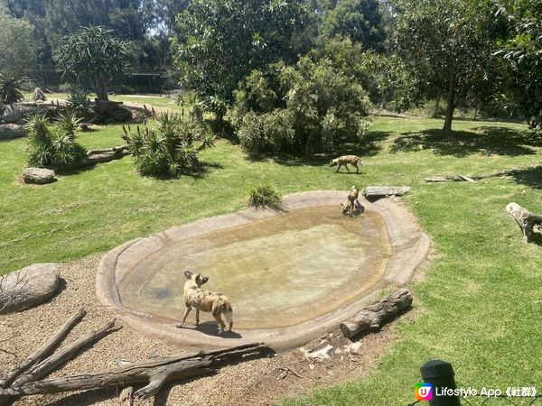 【澳洲非自駕遊】墨爾本近郊Werribee好去處！親子打卡一take過 非洲Safari式動物園/百年歷史豪宅/維州玫瑰園