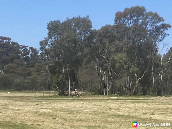 【澳洲非自駕遊】墨爾本近郊Werribee好去處！親子打卡一take過 非洲Safari式動物園/百年歷史豪宅/維州玫瑰園