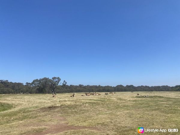 【澳洲非自駕遊】墨爾本近郊Werribee好去處！親子打卡一take過 非洲Safari式動物園/百年歷史豪宅/維州玫瑰園