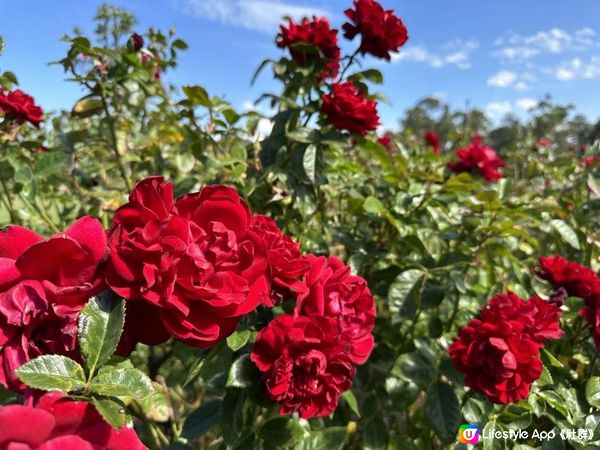 【澳洲非自駕遊】墨爾本近郊Werribee好去處！親子打卡一take過 非洲Safari式動物園/百年歷史豪宅/維州玫瑰園