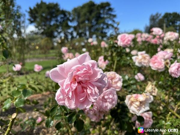 【澳洲非自駕遊】墨爾本近郊Werribee好去處！親子打卡一take過 非洲Safari式動物園/百年歷史豪宅/維州玫瑰園