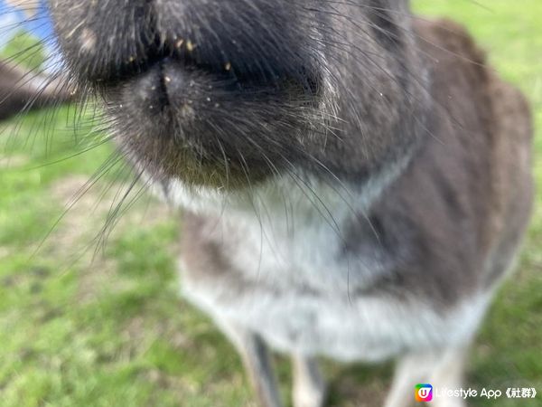 【澳洲行程懶人包】墨爾本菲利普島一日遊 草原餵袋鼠/近距離看南極企鵝回巢/免費農場/國家公園沙灘