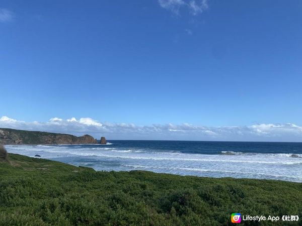 【澳洲行程懶人包】墨爾本菲利普島一日遊 草原餵袋鼠/近距離看南極企鵝回巢/免費農場/國家公園沙灘